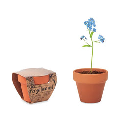 Vergeet-mij-nietjes kweekset in terracotta potje, Terracotta - 196146