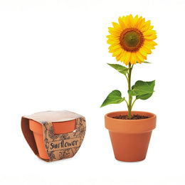 Zonnebloemen kweekset in terracotta potje sfeerbeeld, Terracotta - 196147