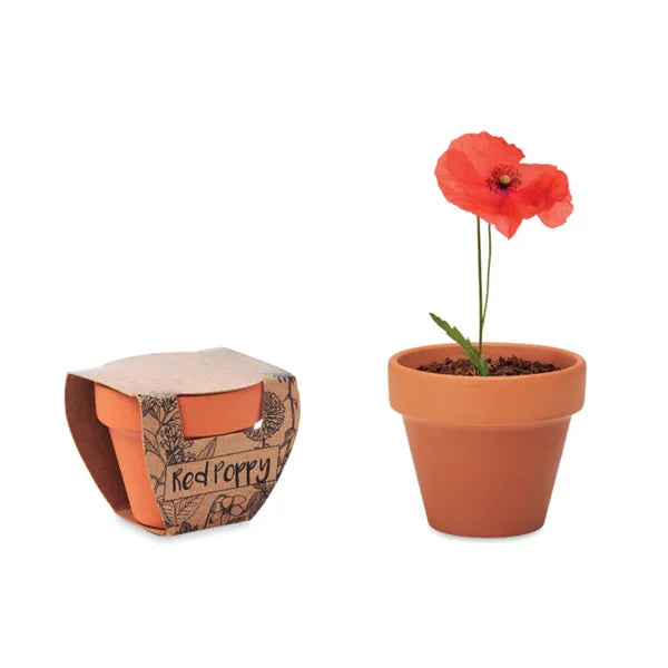 Klaprozen kweekset in terracotta potje, Terracotta - 196148