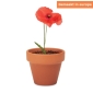 Terracotta pot | Mini | Red poppy